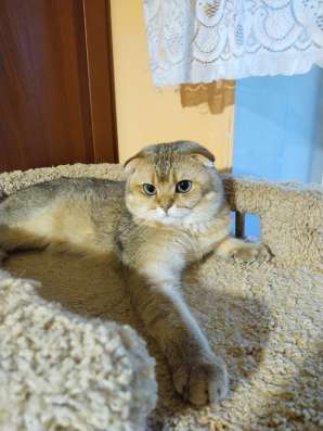 Шотландский котик с документами в Москве фото 4