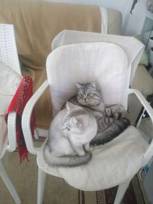 Британские котята