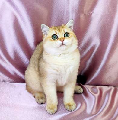 Golden Shorthair фото 12