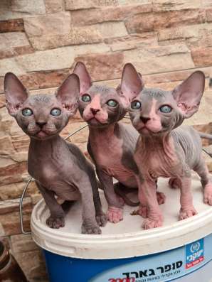 Продаются котята породы сфинкс