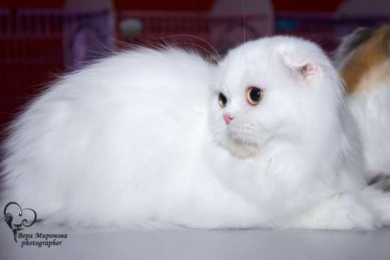 Продаётся кошка фото 4
