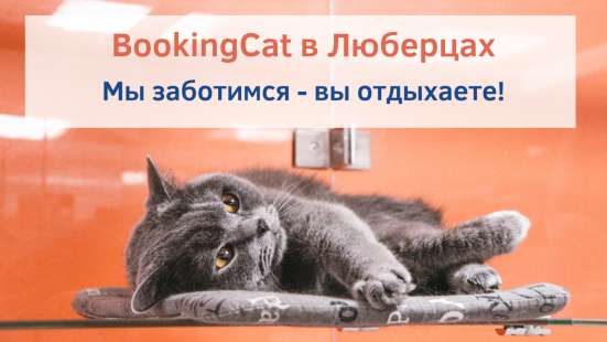 Зоогостиница BookingCat Люберцы/Жулебино в Люберцы фото 36