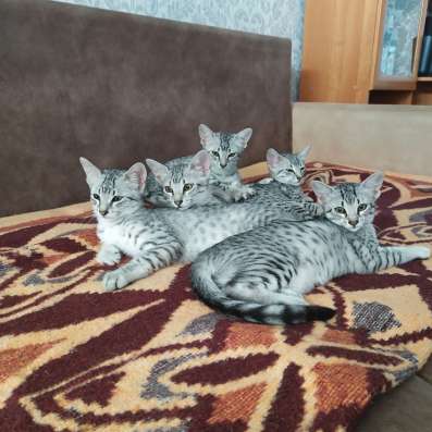 Котята Египетские Мау