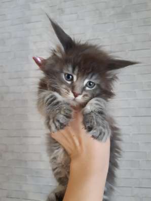 Огромные мейн куны