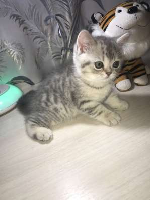 Шотландский котёнок