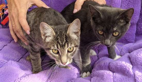 Котята приносящие удачу / Котята в добрые руки в Москве фото 6