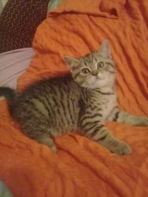 Шотландские котята в Евпатории фото 9