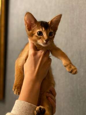 Продаю абиссинских котят