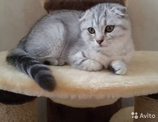 Кот на вязку 2000 котята от 2000