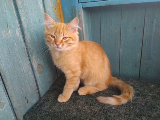 Котята в добрые руки в Люберцы фото 4