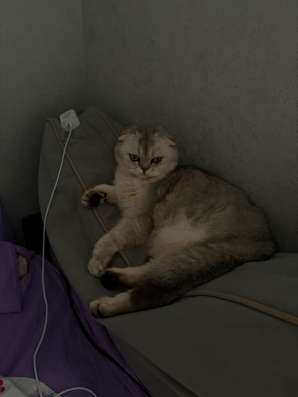Кошка