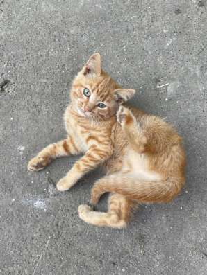 Отдаем котят в добрые руки