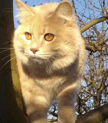 Предлагается кошечка, курильский бобтейл