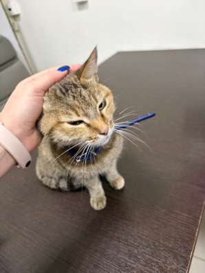 Домашняя кошка в Ставрополе