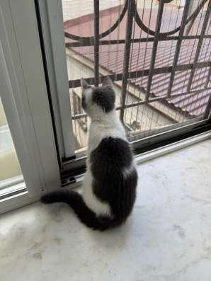 Котенок в добрые руки в Махачкале фото 3