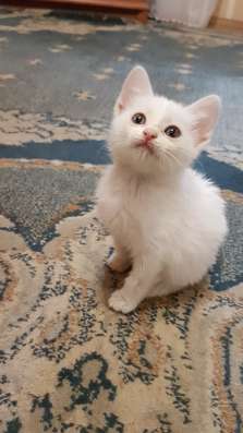 Котенок в дар г. Минск