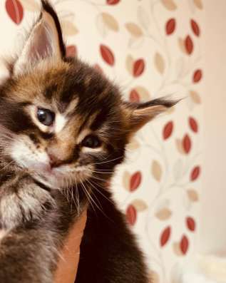 Lovely Maine Coon babies