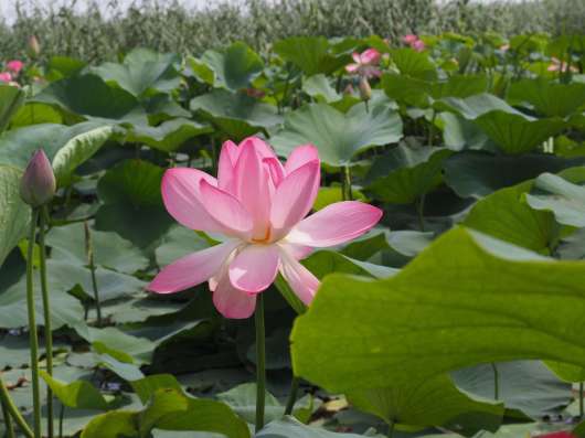 Все включено! База в Астрахани! в Астрахани фото 8