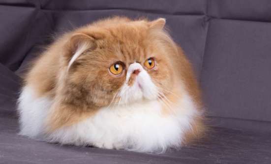 Продается персидский кот(экзот ДШ)