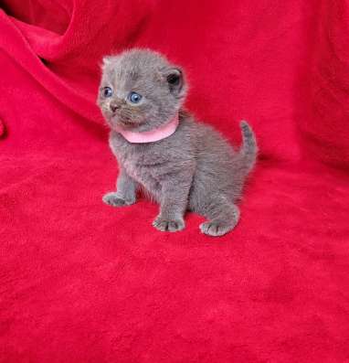 Британские коротаошерстные котята фото 5
