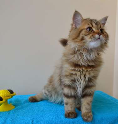Шотландский котенок