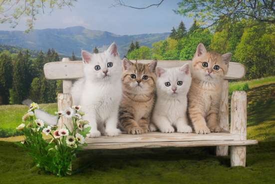 Британские котята