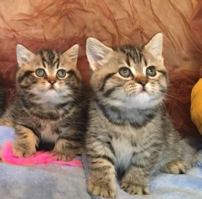 Британские котята