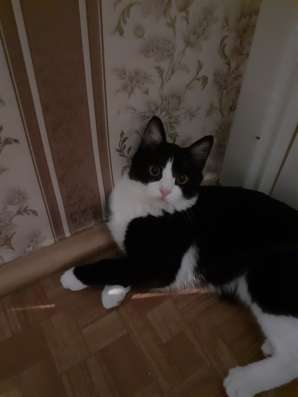 Котенка в хорошие руки