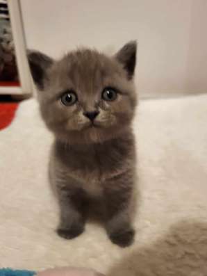 Котята скотиш фолд/ страйт