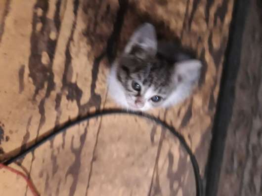 Отдам котенка в добрые руки