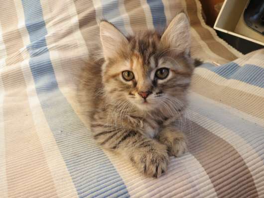 Котенок. Кошка