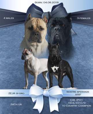 Black cane corso male фото 3