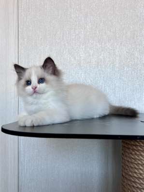 Котёнок Рэгдолл в Москве фото 8