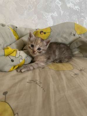 Котята