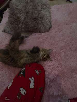 котенок в Архангельске