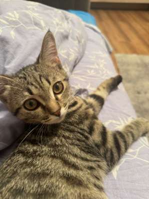 Отдам в добрые руки котика