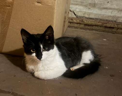 Котенок мальчик