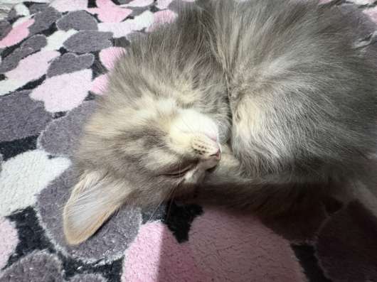 Отдам котенка в добрые руки в Сызрани