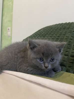 Продажа брит. Котят фото 3
