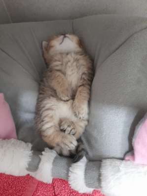 Британские котята