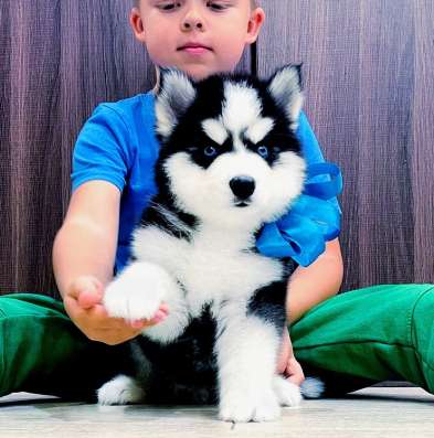 Красивые собачки хаски на продажу
