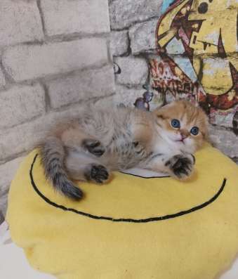 Шотландские котята фото 7