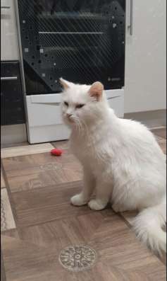 Стерилизованная кошечка
