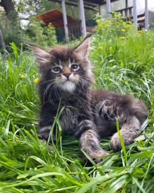 Kitten MaineCoon в Москве фото 8