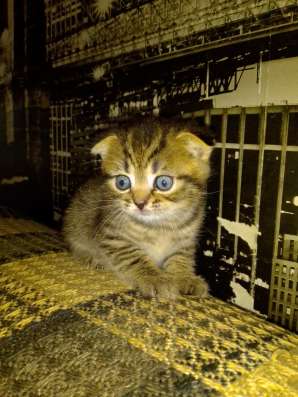 ШОТЛАНДСКИЕ КОТЯТА фото 5
