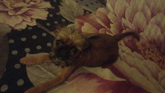 Девочка гриффон. Brüsseler Griffon