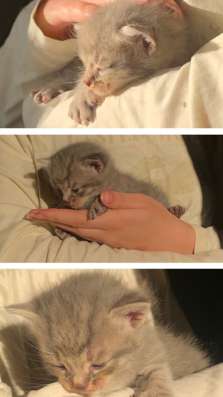 Котята в добрые руки даром