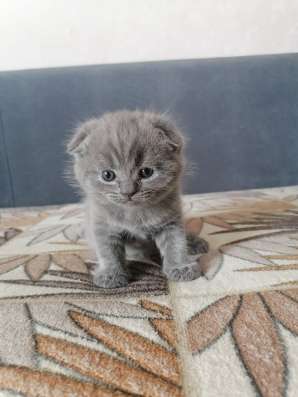 Британские котята в Коломне фото 8