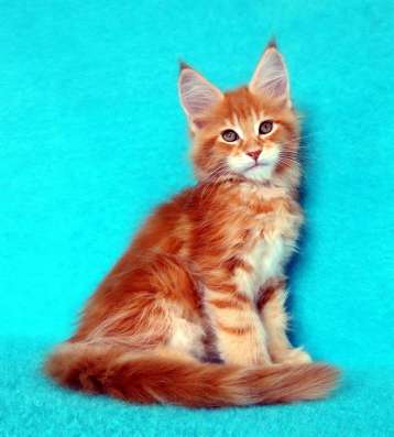 Котики мей-кун из питомника в Владимире фото 27