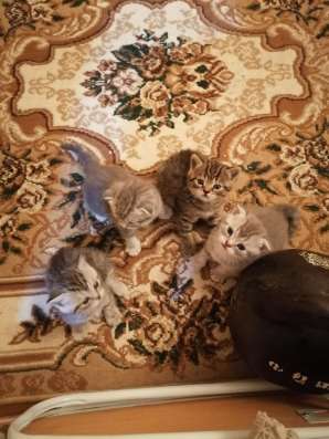 Шотландские котята в Тюмени фото 5